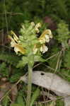 Lousewort